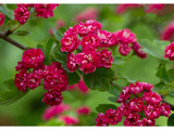 Hloh prostřední Pauls Scarlet, výška 50–80 cm, květináč 23 cm