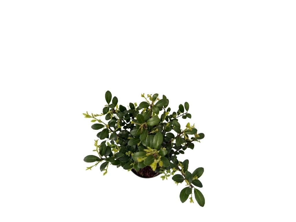 Cesmína vroubkovaná Jenny, výška 20–30 cm, květináč 10 cm