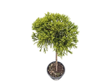 Kryptomerie japonská Globosa Nana na kmínku 40–50 cm, výška 80–100 cm, květináč 30 l