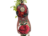 Růže popínavá Ruby Queen, výška 50–60 cm, květináč 1,5 l