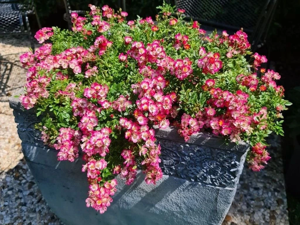 Minirůže Cutie Pie, výška 10–15 cm, květináč 9 cm