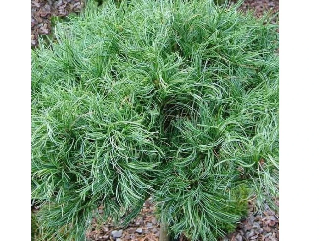 Borovice hladká Tiny Curls, výška 20–30 cm, květináč 19 cm
