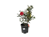 Kamélie japonská Dr. Burnside, výška 50–60 cm, květináč 9 l