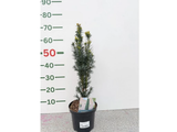 Tis japonský Harringtonův Fastigiata, výška 50–60 cm, květináč 19 cm