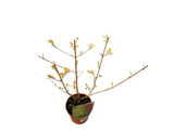 Svída krvavá Midwinter Fire, výška 30–40 cm, květináč 14 cm