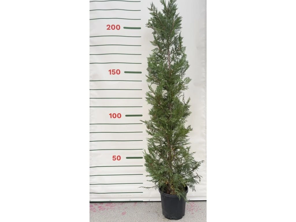 Cypřišovec Leylandův, výška 180–200 cm, květináč 15 l