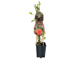 Růže popínavá Orange Queen, výška 50–60 cm, květináč 1,5 l