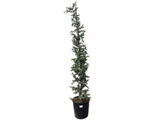 Cedr atlaský Glauca rozvětvený, výška 160-200 cm, květináč 25 l