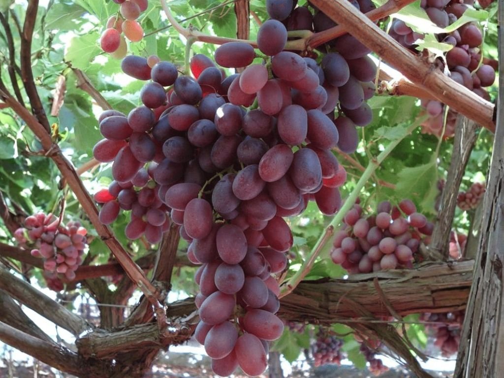 Réva vinná stolní Crimson, vyvázaná, výška 150–175 cm, květináč 5 l