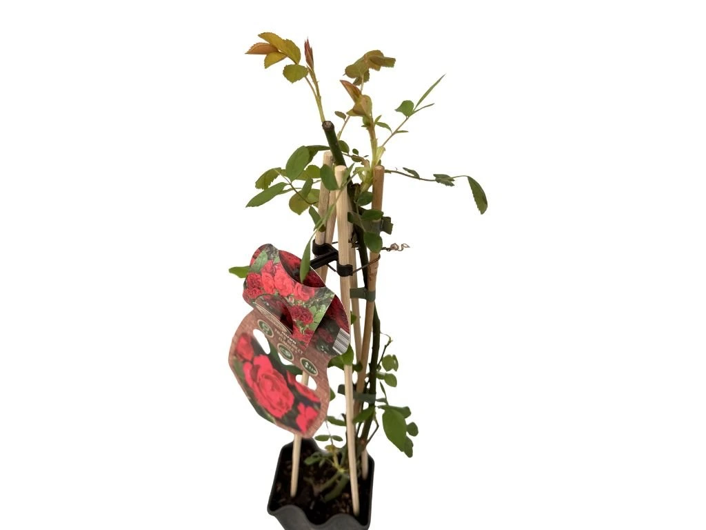 Růže popínavá Pauls Scarlet Climber, výška 50–60 cm, květináč 1,5 l