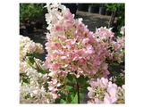 Hortenzie latnatá Pink Diamond, výška 30–40 cm, květináč 17 cm