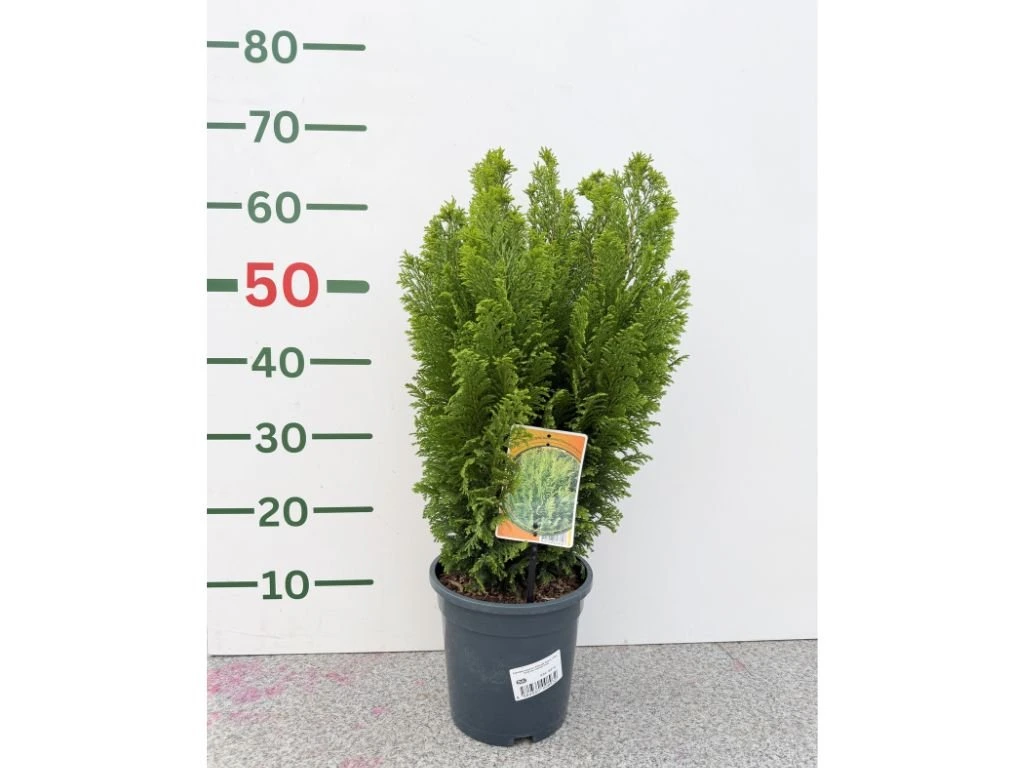 Cypřišek Lawsonův Ellwoodii Empire, výška 50–60 cm, květináč 19 cm