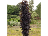 Bez černý Black Tower, výška 20–40 cm, květináč 2 l