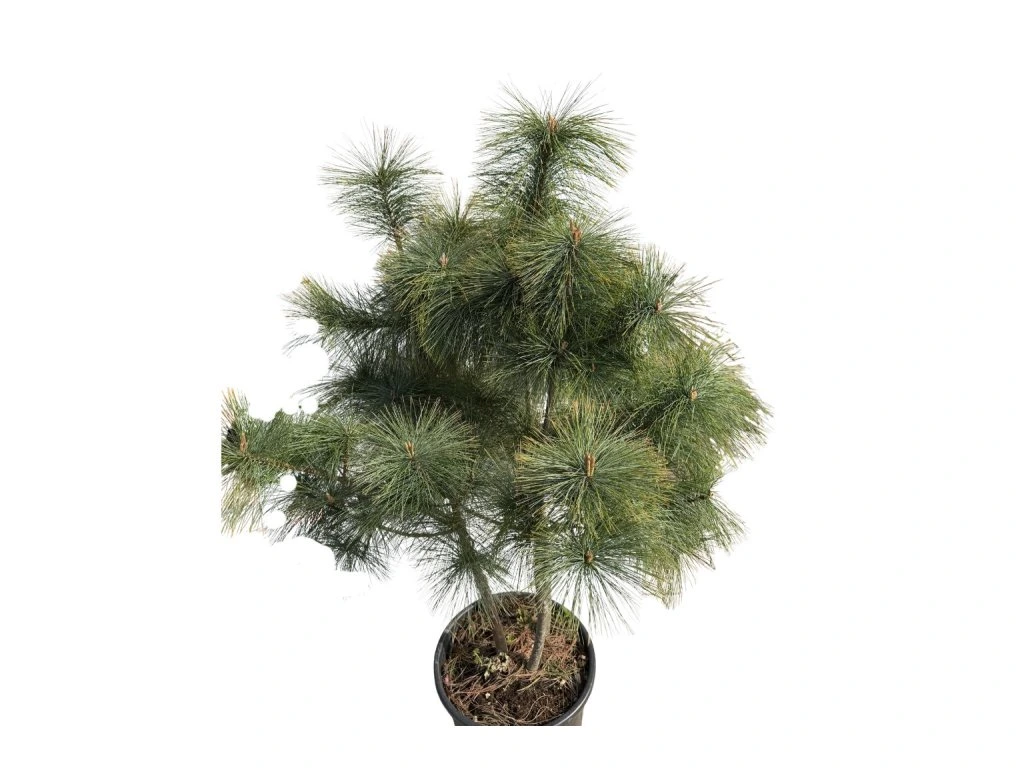 Borovice hladká Radiata, multikmen, výška 100–120 cm, květináč 25 l