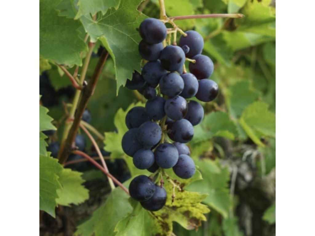 Réva vinná stolní Muscat Bleu, vyvázaná, výška 150–175 cm, květináč 5 l
