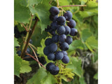 Réva vinná stolní Muscat Bleu, vyvázaná, výška 150–175 cm, květináč 5 l