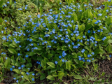 Pupkovec jarní, květináč 9 cm