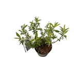 Komule Davidova Duo fialovobílá, výška 20–40 cm, květináč 17 cm