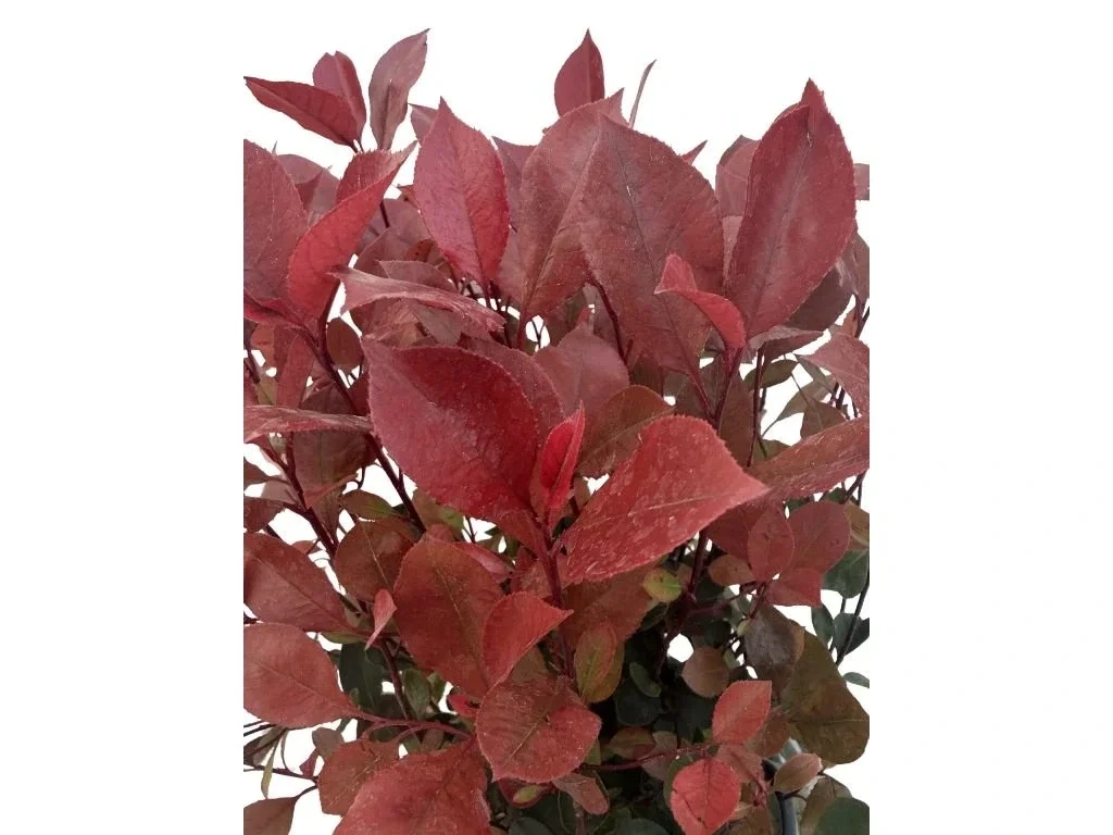 Blýskavka Fraserova Little Red Robin, výška 35–40 cm, květináč 40 l