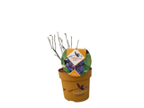 Muchovník olšolistý Saskatoon Berry, výška 20–40 cm, květináč 21 cm