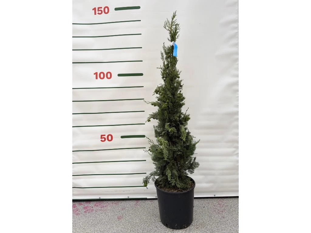 Cypřiš vždyzelený Pyramidalis, výška 100-130 cm, květináč 9 l