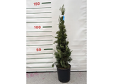 Cypřiš vždyzelený Pyramidalis, výška 100-130 cm, květináč 9 l