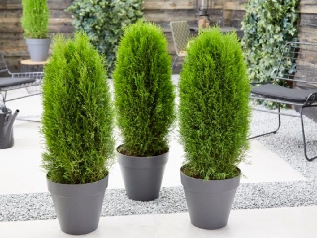 Túje, zerav západní Totem Smaragd, výška 30–40 cm, květináč 2 l