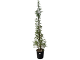 Cedr himálajský Bush Electra, výška 160–200 cm, květináč 25 l