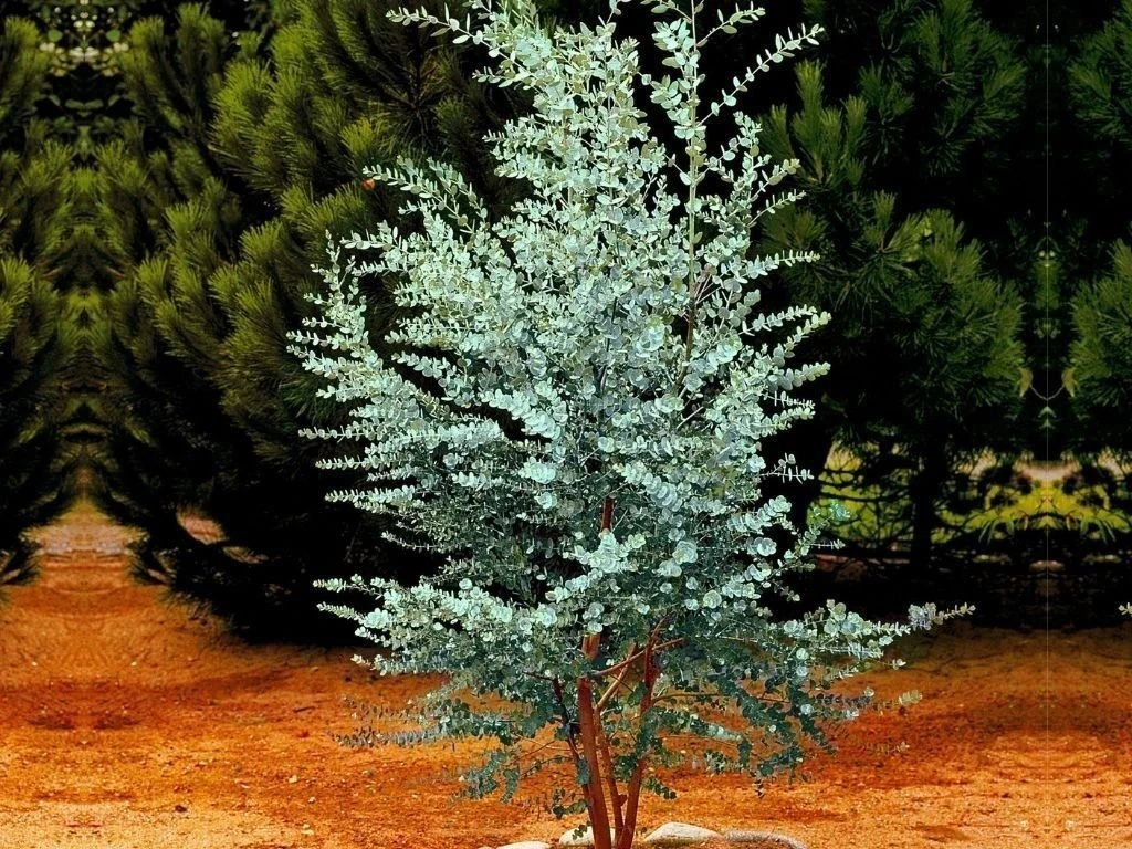 Eukalyptus Gunnii, výška 150–200 cm, květináč 18 l