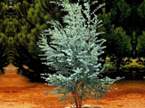 Eukalyptus Gunnii, výška 150–200 cm, květináč 18 l