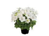 Zvonek karpatský Avida White, květináč 9 cm