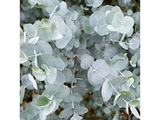 Eukalyptus Gunnii, výška 150–200 cm, květináč 18 l