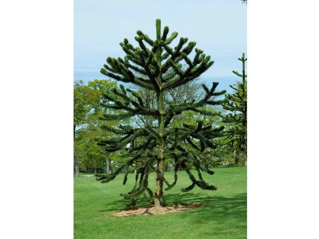Blahočet chilský, výška 20–30 cm, květináč 15 cm