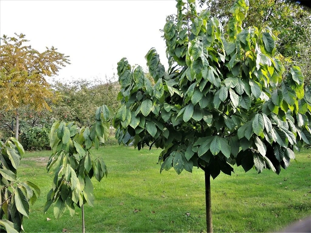 Muďoul trojlaločný, výška 30–60 cm, květináč 3 l