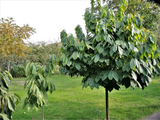 Muďoul trojlaločný, výška 30–60 cm, květináč 3 l