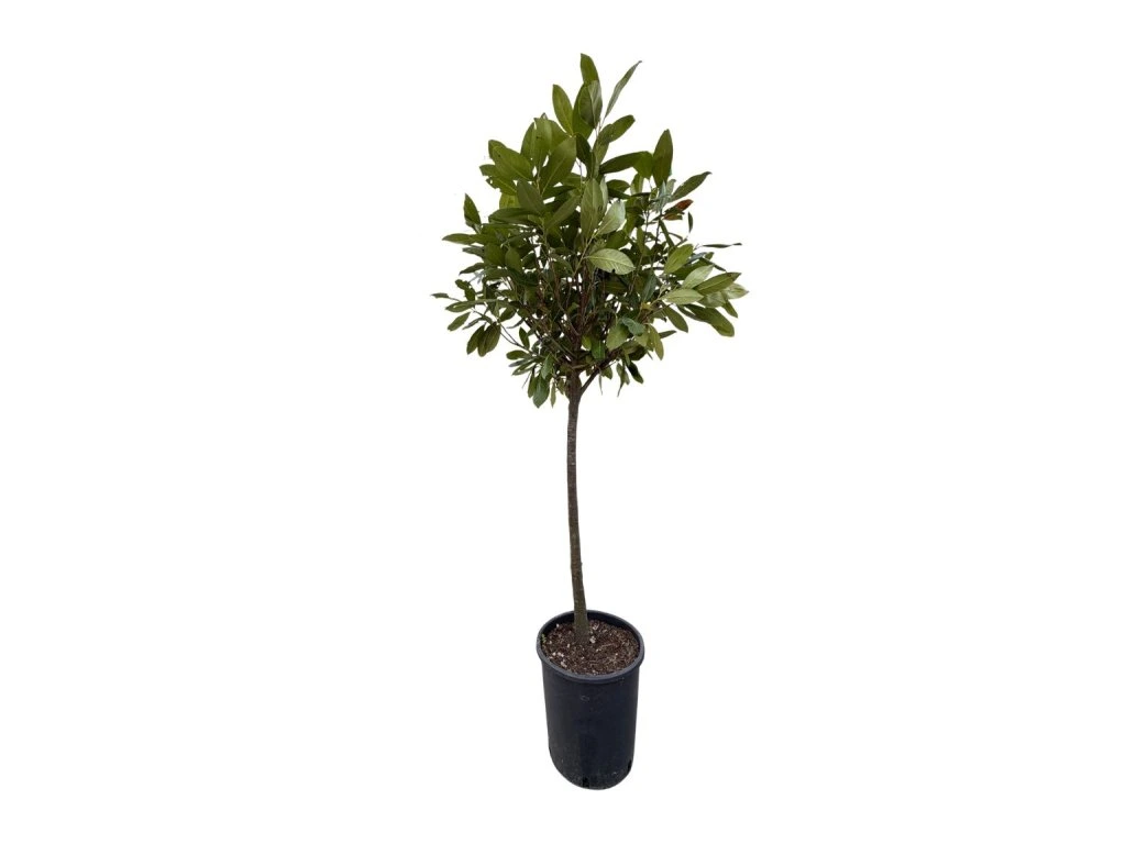 Vavřínovec lékařský Novita na 70–80 cm kmínku, výška 140–160 cm, květináč 25 l