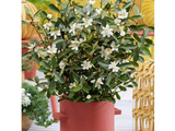 Magnólie velkokvětá Vanilla Pearls, výška 80–100 cm, květináč 19 cm