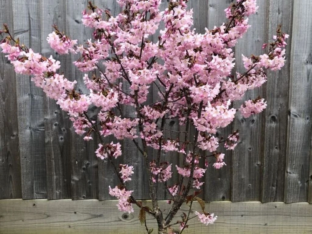 Okrasná slivoň Ruby, výška 50–80 cm, květináč 23 cm