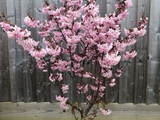 Okrasná slivoň Ruby, výška 50–80 cm, květináč 23 cm