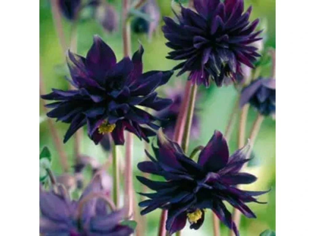 Orlíček obecný Black Barlow, květináč 11 cm