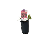 Růže půdopokryvná Lovely Fairy, květináč 2 l