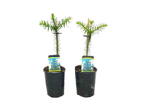 Blahočet chilský, výška 20–30 cm, květináč 15 cm