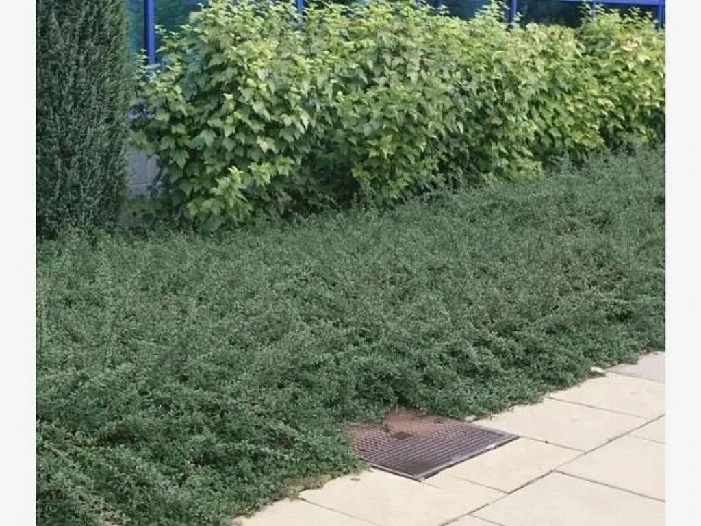 Skalník Dammerův Eichholz, květináč 9 cm