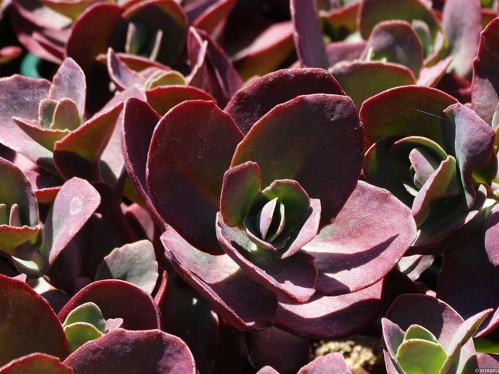 Rozchodník hybridní SunSparkler Cherry Tart, květináč 9 cm