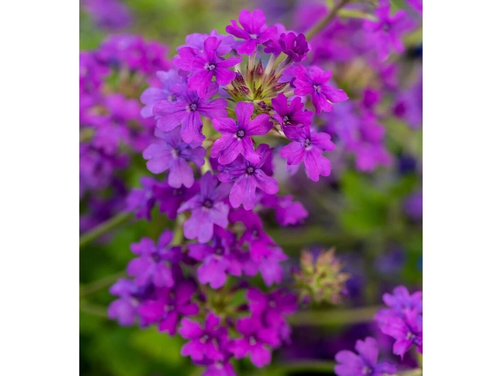 Sporýš Homestead Purple