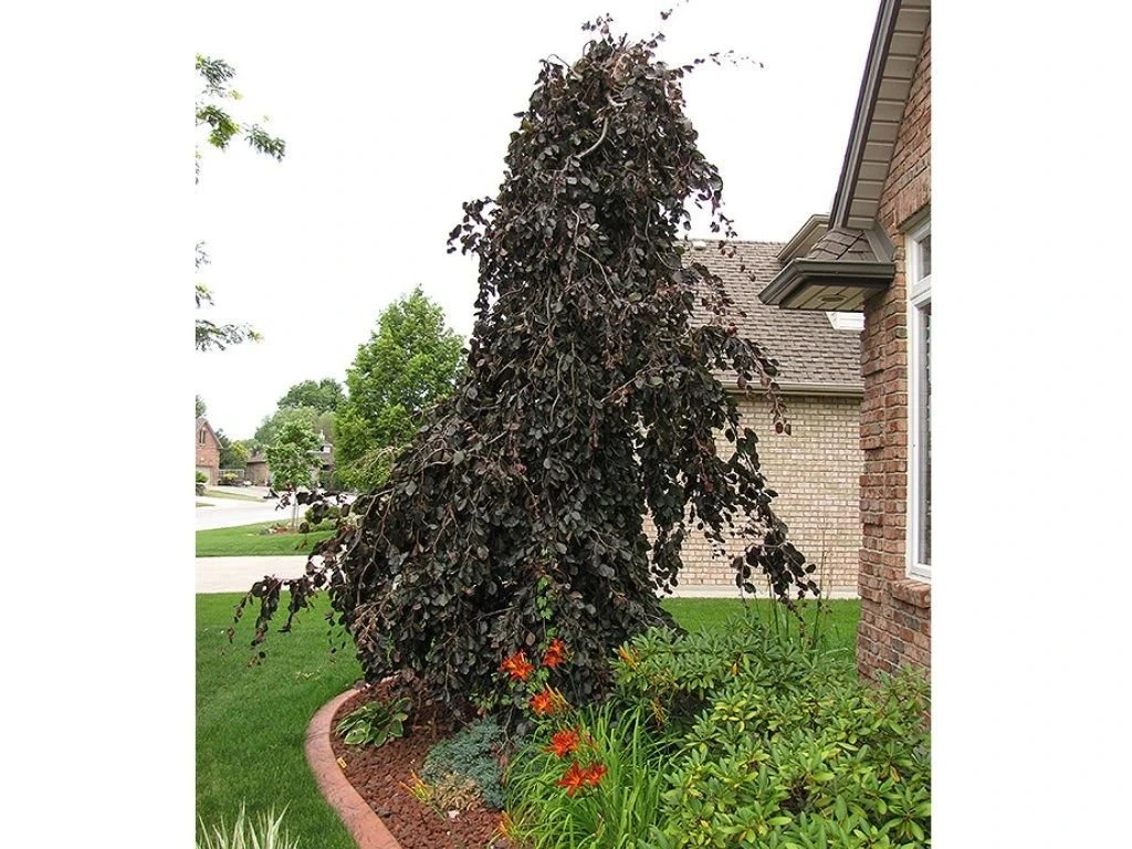 Buk lesní Purple Fountain, výška 200–250 cm, květináč 25 l