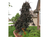 Buk lesní Purple Fountain, výška 200–250 cm, květináč 25 l