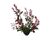 Blýskavka Fraserova Robusta Compact, výška 60–100 cm, květináč 3 l