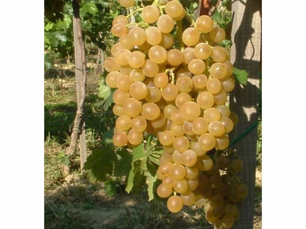 Réva vinná stolní Muškát Pölöskei, vyvázaná, výška 150–175 cm, květináč 5 l