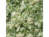 Svída bílá Elegantissima, výška 30–40 cm, květináč 14 cm